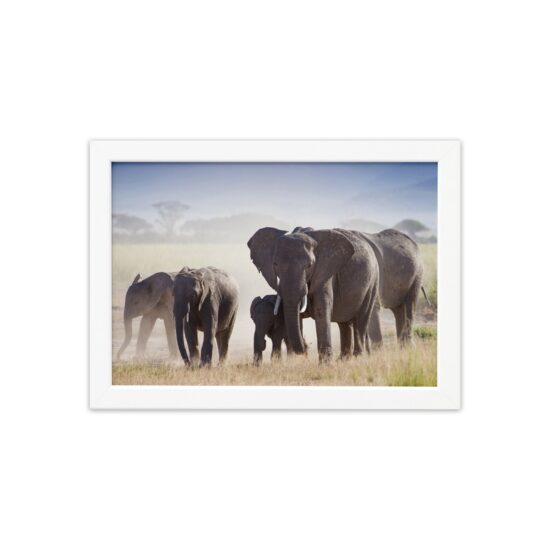 Quadro para Sala Foto Safari Elefante Moldura Branca