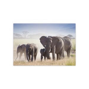 Placa Decorativa MDF Foto Safari Elefante 30x40cm