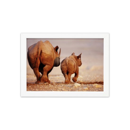 Quadro para Sala Foto Safari Rinoceronte Moldura Branca